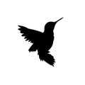 Hummingbird black icon. Small exotic bird vector