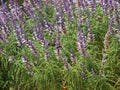 Hummingbird Blocks Bloom From Bee Royalty Free Stock Photo