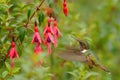 Hummingbird in blooming flowers. Scintillant Hummingbird, Selasphorus scintilla, tiny bird in the nature habitat. Smallest bird fr