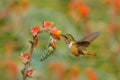 Hummingbird in blooming flowers. Scintillant Hummingbird, Selasphorus scintilla, tiny bird in the nature habitat. Smallest bird fr Royalty Free Stock Photo