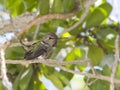 Hummingbird on branch Royalty Free Stock Photo