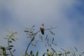 California Wildlife Series - Anna Hummingbird - Calypte anna