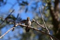 California Wildlife Series - Anna Hummingbird - Calypte anna Royalty Free Stock Photo