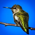 Hummingbird on a Branch