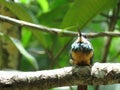 A Hummingbird on branch - Mata Atlantica- Paraty Royalty Free Stock Photo