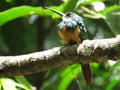 A Hummingbird on branch - Mata Atlantica- Paraty Royalty Free Stock Photo