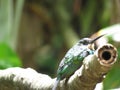 A Hummingbird on branch - Mata Atlantica- Paraty Royalty Free Stock Photo