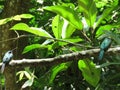 A Hummingbird on branch - Mata Atlantica- Paraty Royalty Free Stock Photo