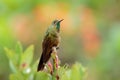 Hummingbird Bronze-tailed Thornbill, Chalcostigma heteropogon, beautiful bird in the nature forest habitat. Humming sitting on the Royalty Free Stock Photo