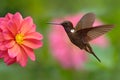 Hummingbird Brown Inca, Coeligena wilsoni, flying next to beautiful pink flower, pink bloom in background, Colombia Royalty Free Stock Photo