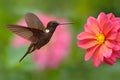 Hummingbird Brown Inca, Coeligena wilsoni, flying next to beautiful pink flower, pink bloom in background, Colombia Royalty Free Stock Photo