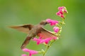 Hummingbird Brown Inca, Coeligena wilsoni, flying next to beautiful pink flower, pink bloom in background, Ecuador. Bird in the fo Royalty Free Stock Photo