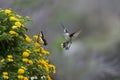Hummingbird and Butterfly Near the Lantana Flowers