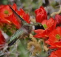 Hummingbird with cactus blooms.