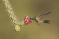 Hummingbird on cactus flower