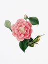 Graceful Encounter: Hummingbird and Camellia Flower