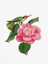 Graceful Encounter: Hummingbird and Camellia Flower