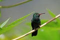 Hummingbird Canivet`s Emerald, chlorostilbon canivetii, sitting on a branch, Nicaragua Royalty Free Stock Photo