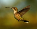 Ruby Throat Hummingbird Flight