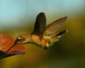 Hummingbird in Flight at Feeder Royalty Free Stock Photo