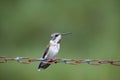 Hummingbird on chain
