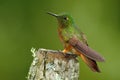 Hummingbird Chestnut-breasted sitting on lichen stump