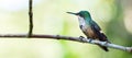 Hummingbird in the city of Ubatuba