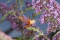 Hummingbird clearwing hawk moth hovering near butterfly bush flo