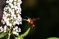 Hummingbird Clearwing 704433