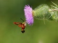 Hummingbird Clearwing Moth