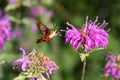 Hummingbird Clearwing Moth