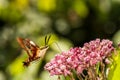 Hummingbird Clearwing Moth