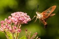 Hummingbird Clearwing Moth