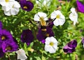 Hemaris thysbe, a Hummingbird Clearwing Moth, feeds on a flower Royalty Free Stock Photo