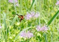 A Hummingbird Clearwing moth feeds on flowers