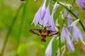 Hummingbird Clearwing Moth Hemaris thysbe