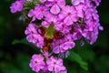 Hummingbird Clearwing Moth - Hemaris Thysbe