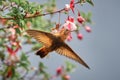 Hummingbird clinging to a flower Royalty Free Stock Photo