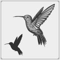 Hummingbird colibri bird silhouettes, logos, emblems and design elements. Royalty Free Stock Photo