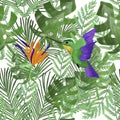 Hummingbird/colibri and orange strelitzia on tropical leaves. White background. Tropical summer print. Packaging, wallpaper, stati Royalty Free Stock Photo