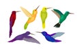 Hummingbird colibri Vector Set. Tropical Birds Collection Royalty Free Stock Photo