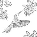 Hummingbird coloring book for adults vector Royalty Free Stock Photo