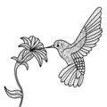 Hummingbird coloring book for adults vector Royalty Free Stock Photo