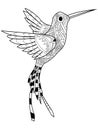 Hummingbird coloring vector for adults Royalty Free Stock Photo