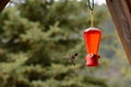 Hummingbird Comes to Feeder Royalty Free Stock Photo