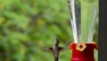 Hummingbird coming in to a feeder