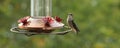 Hummingbird at a copper feeder taking a break. Royalty Free Stock Photo