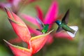 Hummingbird Copper-rumped Hummingbird and white-necked jacobin fighting on red flower. , green background Royalty Free Stock Photo