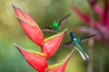 Hummingbird Copper-rumped Hummingbird and white-necked jacobin fighting on red flower. , green background Royalty Free Stock Photo