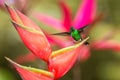 Hummingbird Copper-rumped Hummingbird landing on red flower. green background, bird with outstretched wings Royalty Free Stock Photo